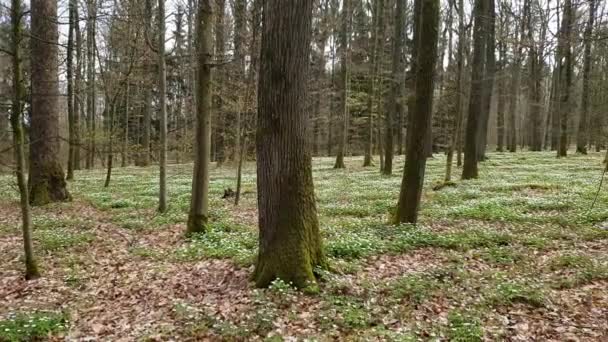 Fleurs d'anémone dans la forêt au printemps 