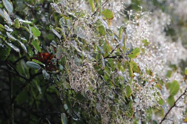 Çiğ. Ağaçların dalları üzerinde damla