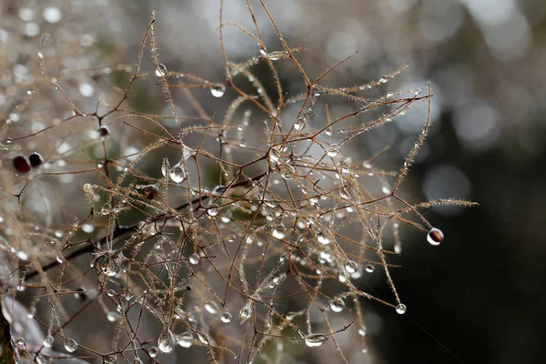 Rosée du matin. Gouttes sur les branches des arbres — Photo