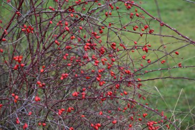 Bir çalı dallarında kırmızı gül kalçalarına.