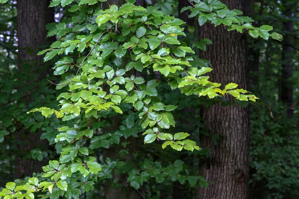 Le foglie verdi di un albero nella foresta — Foto Stock