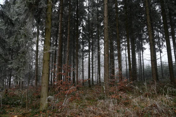 Herbstwald Morgennebel Herbstlichen Wald — Stockfoto