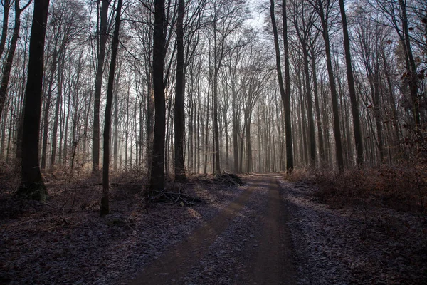 Herfstbos Ochtendmist Het Herfstbos — Stockfoto