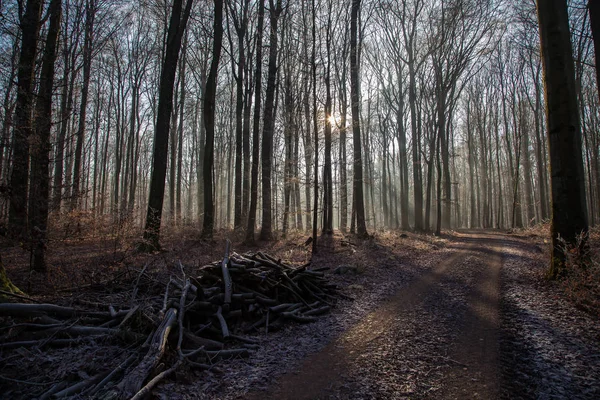 秋の森 秋の森の朝の霧 — ストック写真
