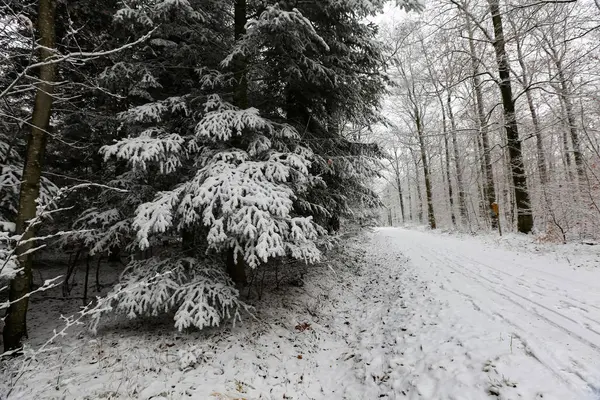 Floresta Inverno Manhã Gelada Floresta Inverno — Fotografia de Stock
