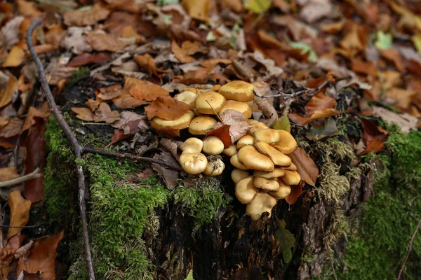 Cogumelos Outono Crescem Toco Árvore Velho Floresta — Fotografia de Stock