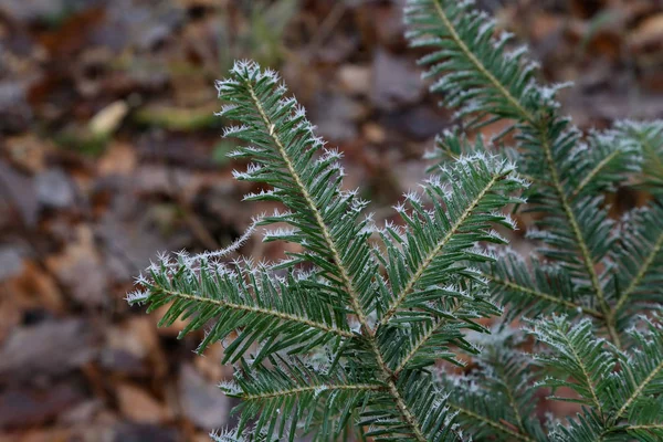 Frosty Morning Forest Needles Frost — Stock Photo, Image