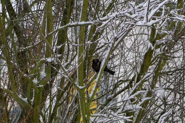 Um melro senta-se em uma árvore no inverno — Fotografia de Stock