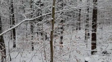 Bir kış ormanda kar yağışı sırasında yürüyüş