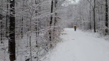 Bir kış ormanda kar yağışı sırasında yürüyüş.