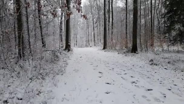 Camminare in una foresta invernale durante una nevicata — Video Stock