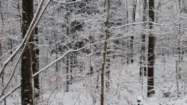 Bir kış ormanda kar yağışı sırasında yürüyüş