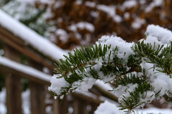 W zimowym lesie. Zielonymi igłami w śniegu — Zdjęcie stockowe