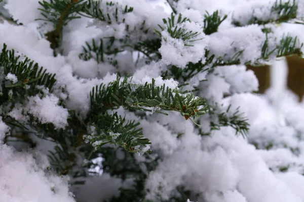 W zimowym lesie. Zielonymi igłami w śniegu — Zdjęcie stockowe