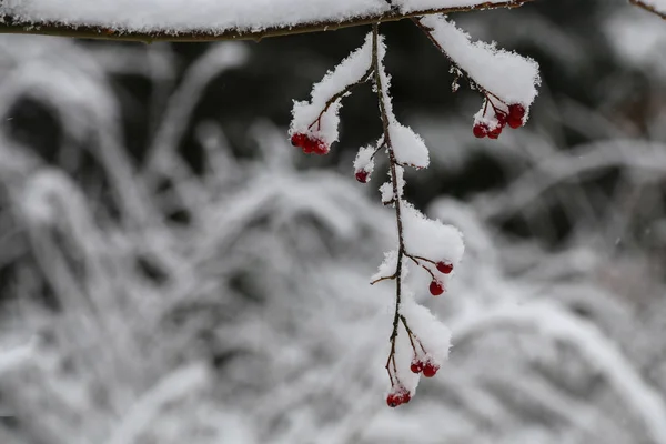 Сприг красных ягод в зимнем лесу — стоковое фото