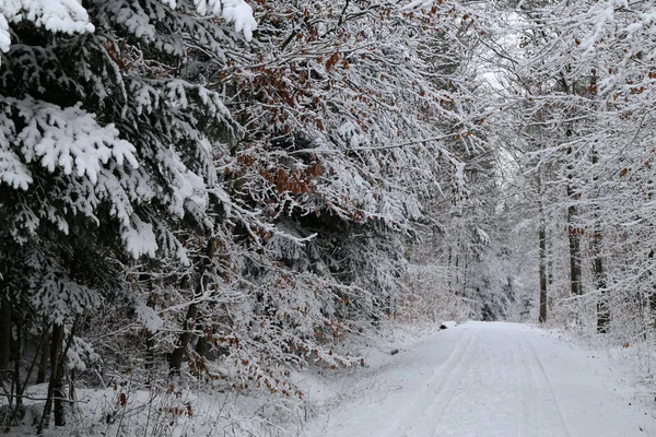 Neve Fresca Nos Galhos Das Árvores Floresta Inverno — Fotografia de Stock