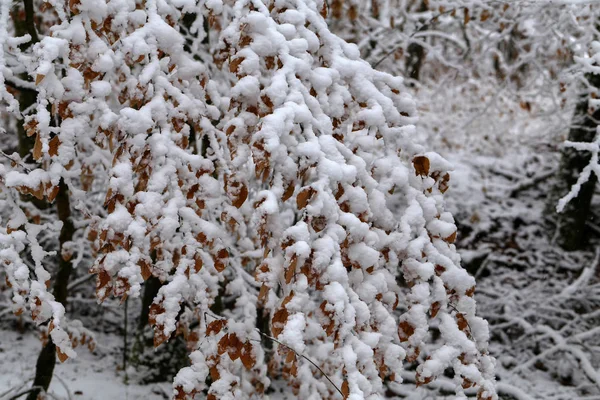 Neuschnee Auf Den Ästen Der Bäume Winterwald — Stockfoto