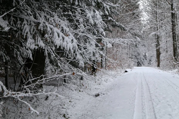 Neve Fresca Nos Galhos Das Árvores Floresta Inverno — Fotografia de Stock