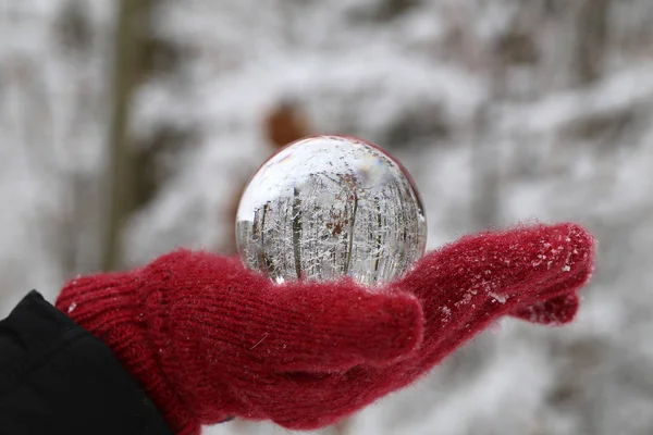 Winter Forest Door Middel Van Een Transparante Glazen Bal — Stockfoto