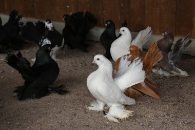 Çiftlik. İçinde belgili tanımlık kafes dekoratif güvercin yetiştiriciliği.