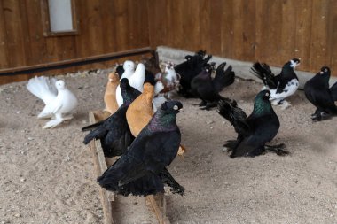 Çiftlik. İçinde belgili tanımlık kafes dekoratif güvercin yetiştiriciliği.