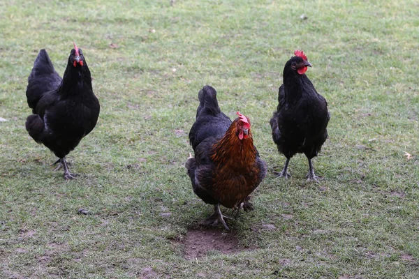 Galinhas e um galo em um quintal — Fotografia de Stock