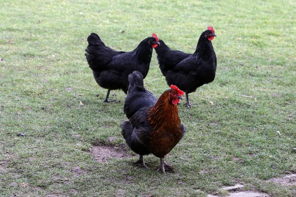 Κότες και έναν κόκορα σε μια αυλή αγροκτήματος — Φωτογραφία Αρχείου