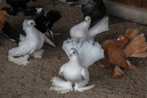 Boerderij. Fokken van decoratieve duiven in de kooi. — Stockfoto