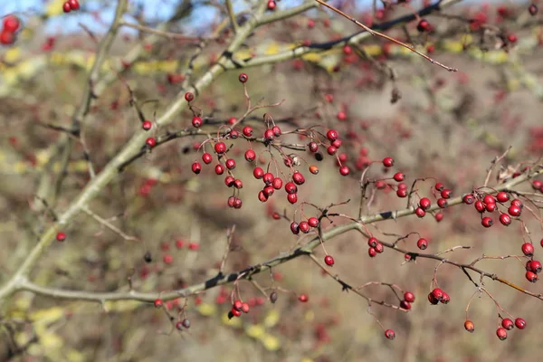 Bayas rojas en ramas de arbustos en el bosque —  Fotos de Stock