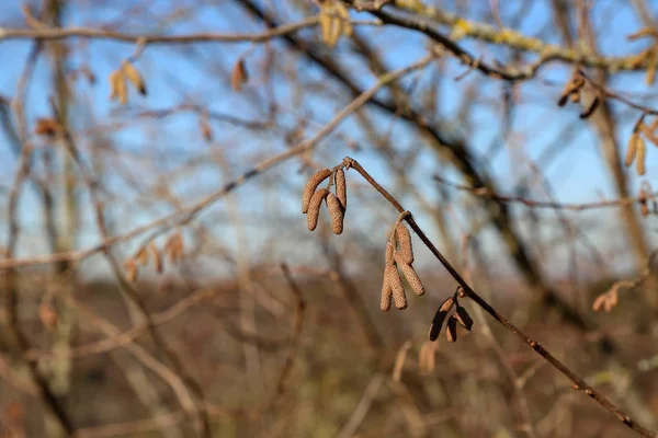 Springtime i skogen. Örhängen blommade på ett träd — Stockfoto