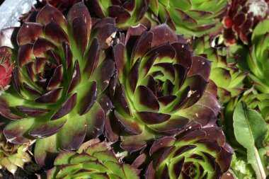 Yeşil güzel yaprakları yakın