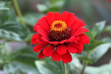 Taze çiçek makro çekim