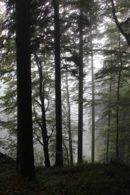 Güzel ağaçlar ile pitoresk orman 