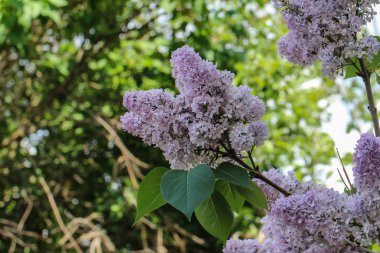 Beyaz güzel çiçekler seçici odak 