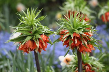 Güzel Lale açık havada seçici odak 