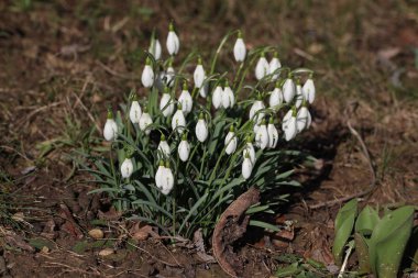 Güzel çiçeklerin açık havada seçici odak 