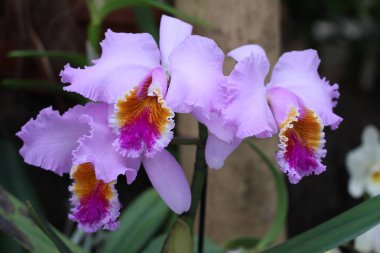 Violet doğal güzel çiçekler 