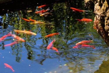 Farklı japon balığı ve koi bir havuzda yüzmek