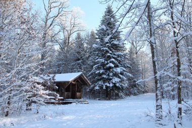 Kış orman ağaçlarıyla kaplı kar tarafından