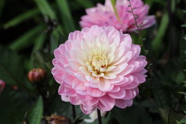 Seçici odak açık havada güzel pembe çiçek 