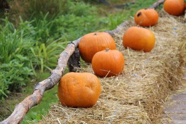 kabak arkaplanı yığını 