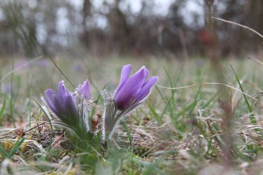 Violet doğal güzel çiçekler 