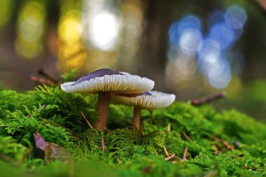 Orman / yabani mantar büyüme üzerinde güdük