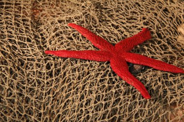 Denizyıldızı / Denizyıldızı bir balık ağı üzerinde yalan