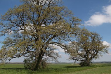 Güzel kırsal çayırağaçlar