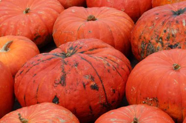 Turuncu kabak arka plan tam kare görüntü 