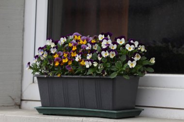 Pencerenin altındaki çiçekler, yakın çekim 