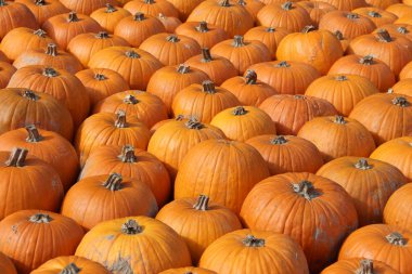 Turuncu kabak arka plan tam kare görüntü 