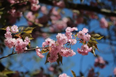 Açık havada güzel çiçekler ile dalları, çiçeklenme ağacı