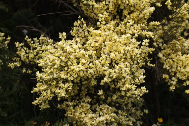 Açık havada güzel çiçekler ile dalları, çiçeklenme ağacı